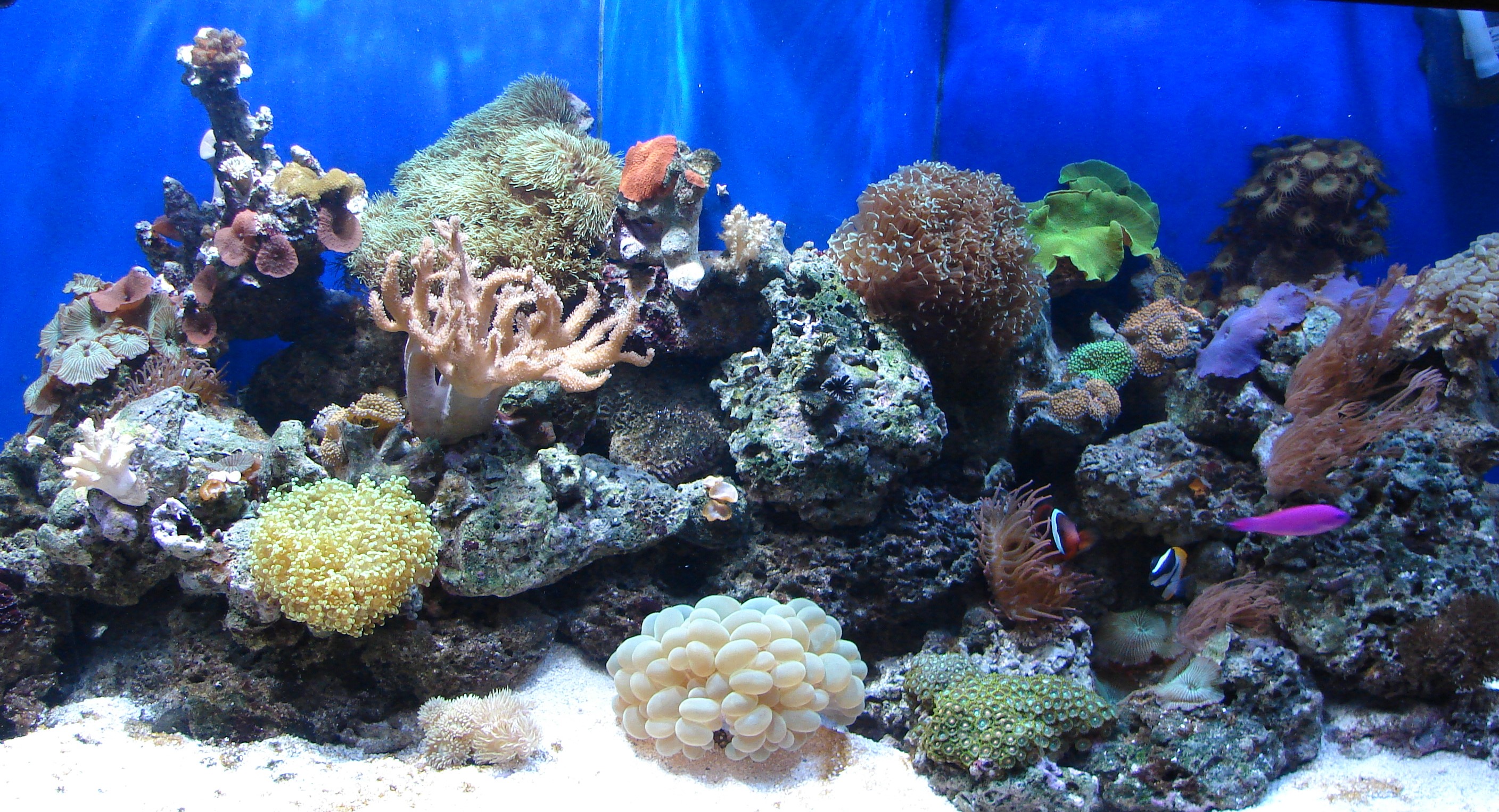 Aquarium Services